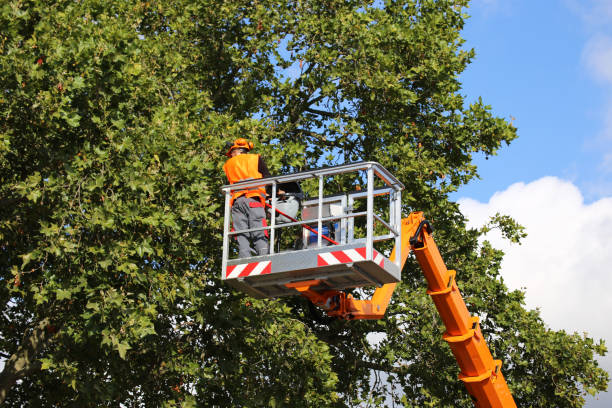 Best Stump Grinding and Removal  in Shackle Island, TN